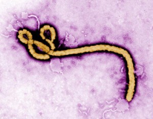 Ebola Lores